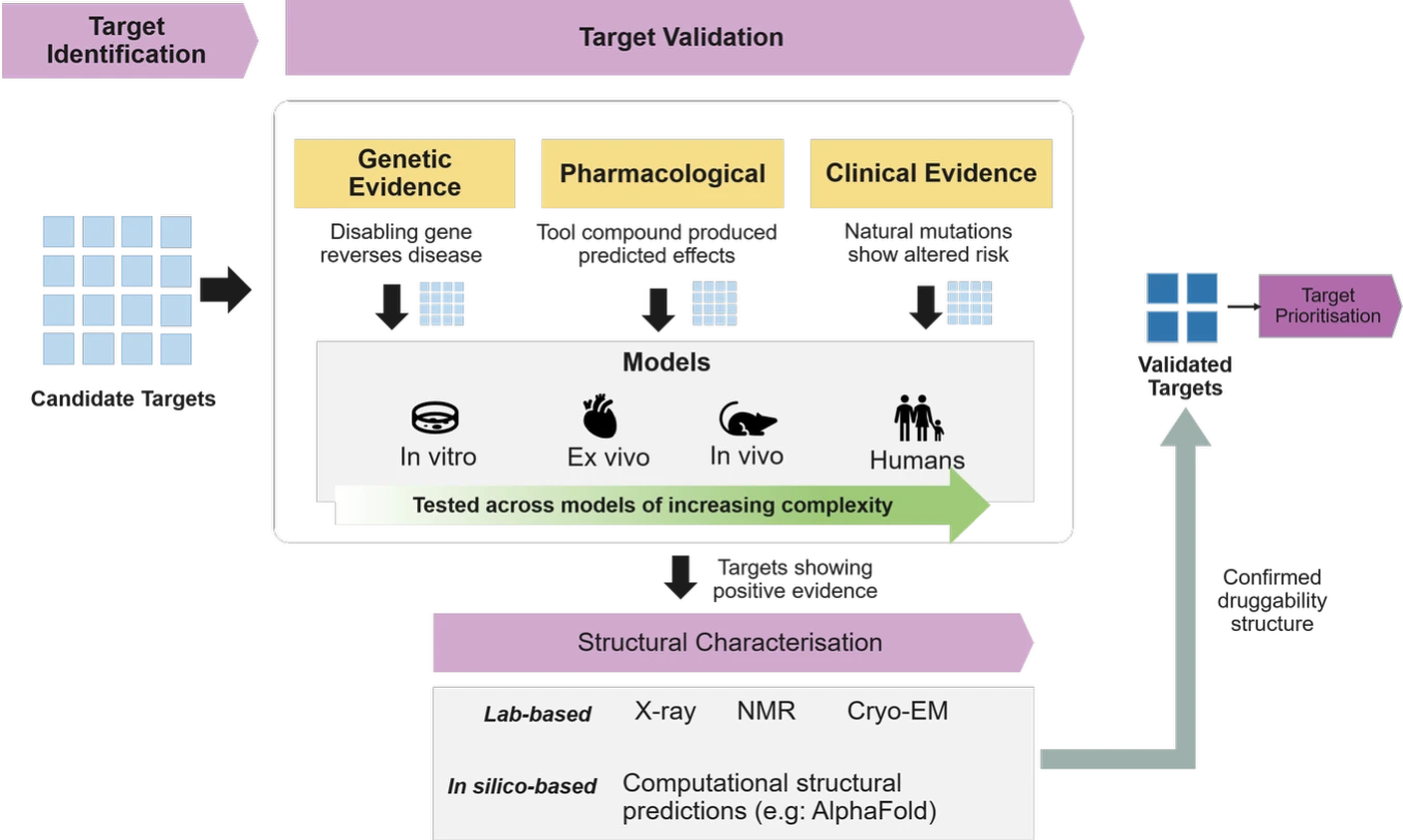 Target discovery flow: candidate targets are validated through genetic, pharmacological and clinical evidence, tested across models of increasing complexity (in vitro, ex vivo, in vivo, humans), characterised structurally (X-ray, NMR, Cryo-EM, and in-silico methods such as AlphaFold), then prioritised.