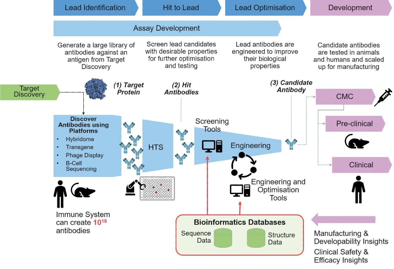 The end-to-end antibody discovery and development process. From Target Discovery, antibodies are discovered using platforms (hybridoma, transgenic, phage display and B-cell sequencing), screened by high-throughput screening, and engineered and optimised into a candidate antibody, then passed to CMC, pre-clinical and clinical development. Bioinformatics databases of sequence and structure data feed screening and engineering, which return manufacturing, developability, safety and efficacy insights.