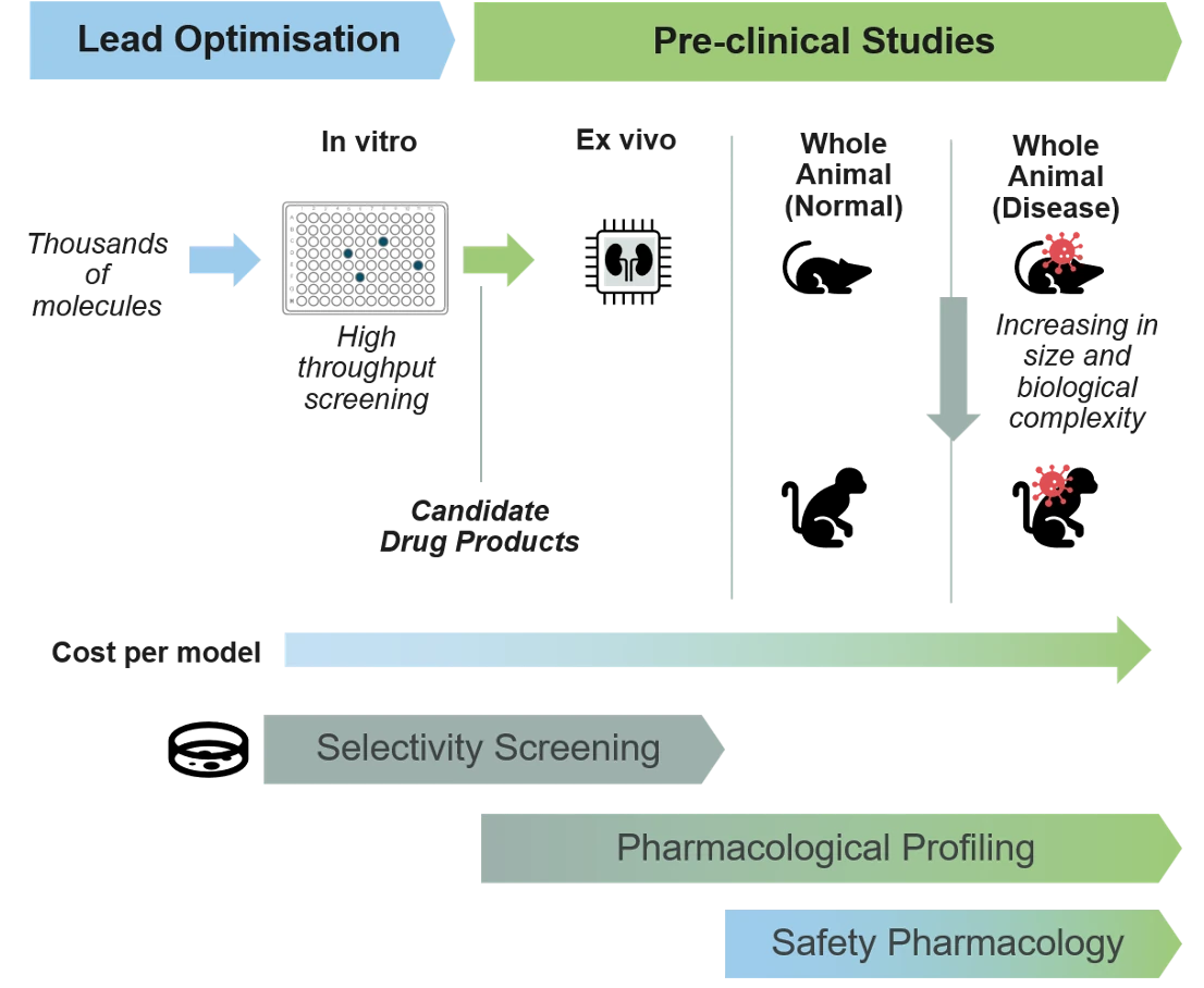 A hierarchy of experimental systems in pre-clinical development, from lead optimisation into pre-clinical studies. Thousands of molecules are narrowed through in vitro high-throughput screening, ex vivo systems, and whole-animal models in normal and disease states, increasing in size and biological complexity and in cost per model. Overlapping bands show selectivity screening, pharmacological profiling and safety pharmacology across these systems.