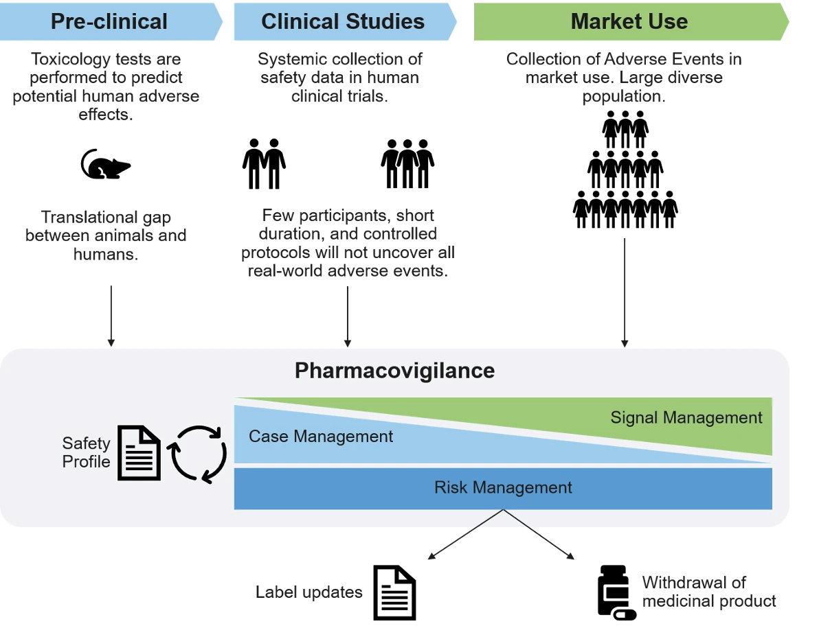 Pharmacovigilance across the medicinal product lifecycle. Safety data accumulates from pre-clinical toxicology that predicts human adverse effects, through clinical studies that collect safety data in a small, controlled population, to market use across a large, diverse population. These feed pharmacovigilance — case management, signal management and risk management — which maintains the safety profile and drives outcomes such as label updates or withdrawal of the product.